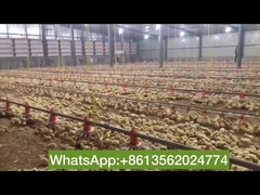 Broiler Raising Equipment Floor Sytem Automatic Feeding And Drinking