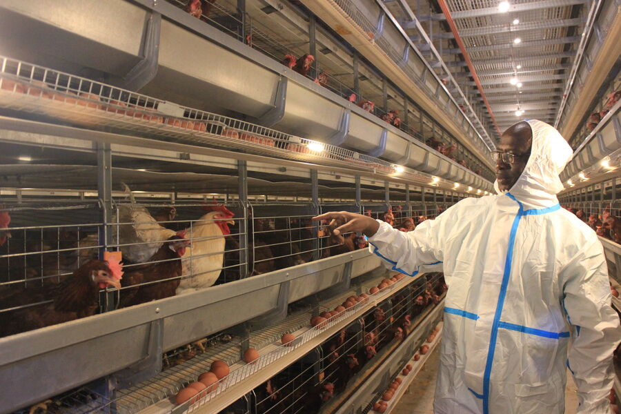 چین Henan Silver Star Poultry Equipment Co.,LTD نمایه شرکت