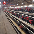 Hot Galvanized A Type Chicken Cage For Poultry Equipment Farm