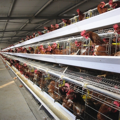 A Type H Type Automatic chicken egg  cage laying hens cage poultry farm equipment