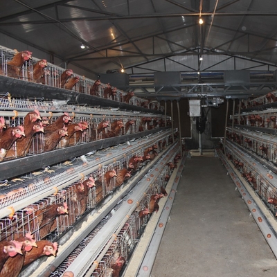 Durable and Sturdy High-Density Hot Galvanized Egg Layer Chicken Cage for Your Poultry Farm