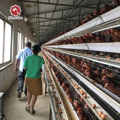 A Type H Type Automatic chicken egg  cage laying hens cage poultry farm equipment