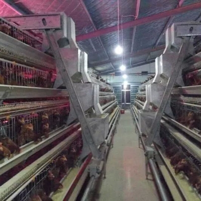 A Type Full Automatic Layer Chicken Cage 4 Layers / Cell