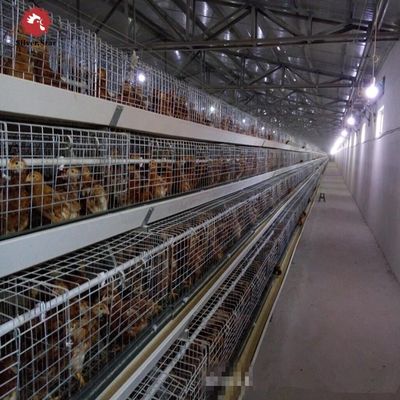 Automated H-Type Broiler Cage System with Hot-Dip Galvanizing for High-Density Farming & Automatic Manure Cleaning