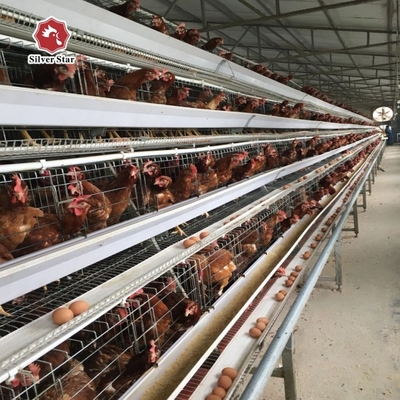 90/192 Birds HDG Battery Layer Chicken Cage System H Frame