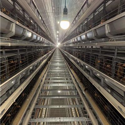 Hot-Dip Galvanized Battery Chicken Cage with Automatic Feeding System for Large Poultry Farm Project (3-8 Tiers)