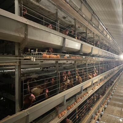 Hot-Dip Galvanized Battery Chicken Cage with Automatic Feeding for Large Poultry Farm Projects