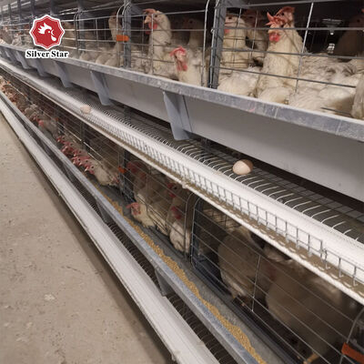 Automatic H Type Chicken Layer Cage 4 Tier 72 Birds Hot Dip Galvanized Steel Poultry Farming Equipment