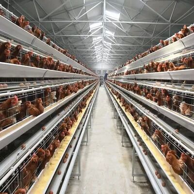 Layer Chicken Cage System | Boost Your Farm Laying Rate