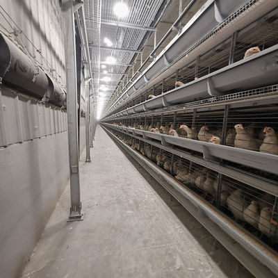 H Type Q235 Laying Egg Layer Chicken Cage 54-240 Birds Capacity