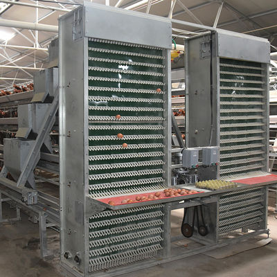 4 Layers 2mm Battery Cage Poultry Egg Collection System ISO9001 Certificated