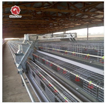 Customized Multi Layer Poultry Cage Automatic Egg Collection Cages