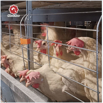 Commercial H-Type Layer Cage from Reliable Supplier & Manufacturer | Safe Delivery & Container Loading