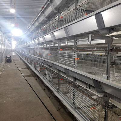 Automated H-Type Meat Broiler Cage System with Hot-Dip Galvanized Steel for High-Density Poultry Farming