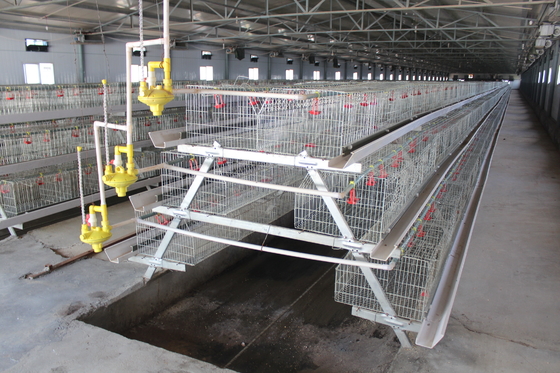 Durable Layer Baby Chick Cage SGS Manure Removing