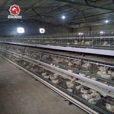 بهترین قیمت سیستم قفس نوع A اتوماتیک قفس نوع A برای 1000 ₹50000 مرغ