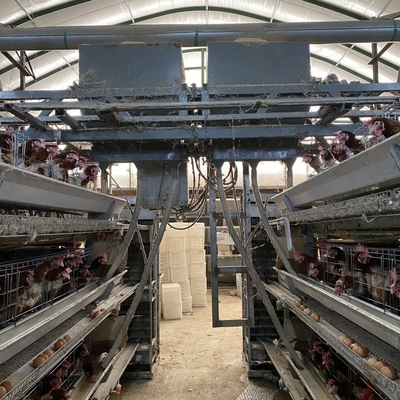 مرغ H نوع 3 ردیف 4 مرغ تخمگذار قفس مرغ تخم مرغ لایه