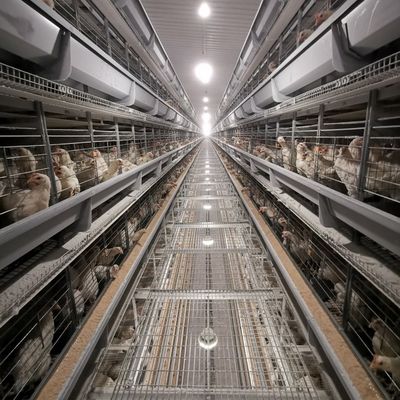 سیستم قفس باتری مرغ گوشتی نوع H مستقیم از کارخانه با گالوانیزه گرم، تشک پلاستیکی نرم و تمیز کردن خودکار کود برای مزارع مرغ گوشتی تجاری