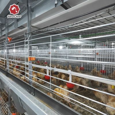 سیستم اتوماتیک قفس مرغ گوشتی نوع H | تجهیزات مرغداری تجاری با تراکم بالا