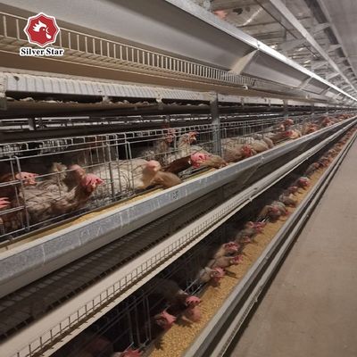 نوع H سیستم قفس مرغ لایه ای تجهیزات مرغ اتوماتیک برای مزارع تخم مرغ تجاری