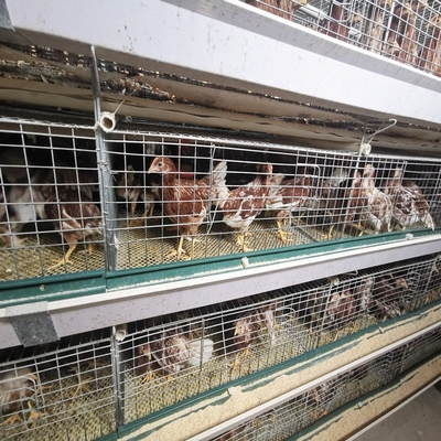 H Type Chicken Farm Battery Cages Dubai Large Scale Laying Hens 275g / M2