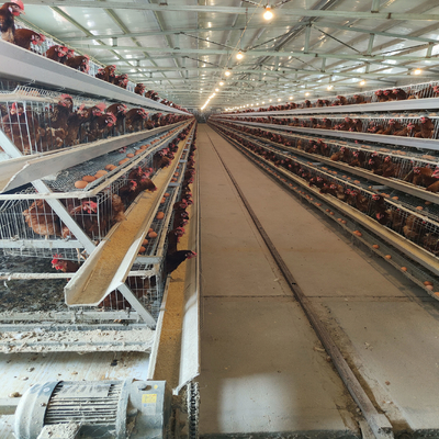 A Type Battery Hens Layer Chicken Cage تجهیزات مرغداری اتوماتیک