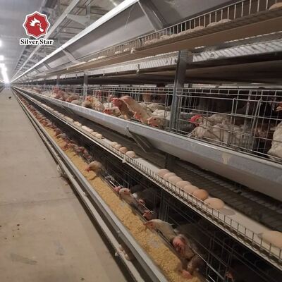 سیستم قفس باتری لایه ای نوع H برای 50000+ پرنده با فولاد گالوانیزه گرم و اتوماسیون کامل