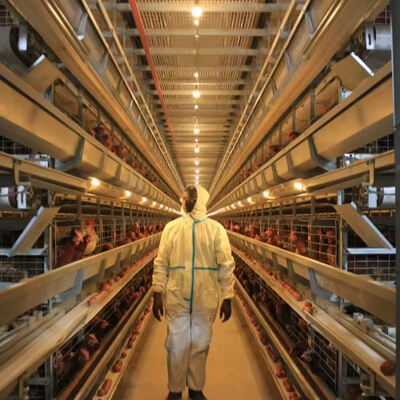 سیستم قفس گوشت گوشتی کاملا اتوماتیک با 3 یا 4 طبقه برای پرورش مرغ