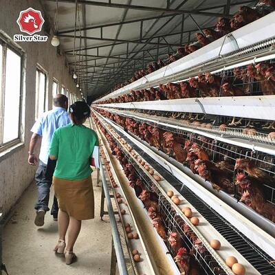 سیستم قفس باتری گالوانیزه داغ نوع A با جمع‌آوری خودکار تخم مرغ و 20 سال عمر مفید