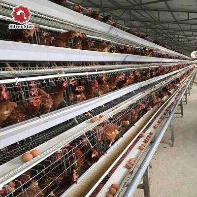 قفس لایه ای سه طبقه ای با فولاد گالوانیزه و سیستم تغذیه خودکار برای مزارع مرغ