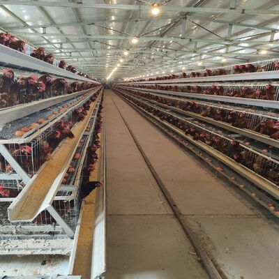 A-type Layer Chicken Cage with Automatic Feeding System and Long Lasting Corrosion Resistance for Space Utilization in Poultry Farms