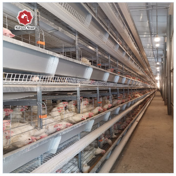 H Type Chicken Poultry Cage Coops Automatic Battery Cages