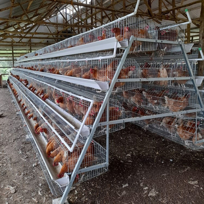 3, 4, 5 Tiers A Frame Layer Cages Chicken Poultry Laying Hens House Equipment