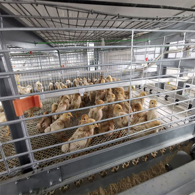 Full Automatic H Type Broiler Cage System with Hot Galvanized Steel for 20 Years Service
